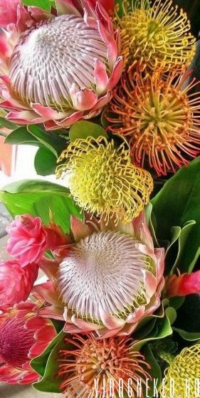 Ausztrál protea - trópusi virágcsokor - viragneked.hu